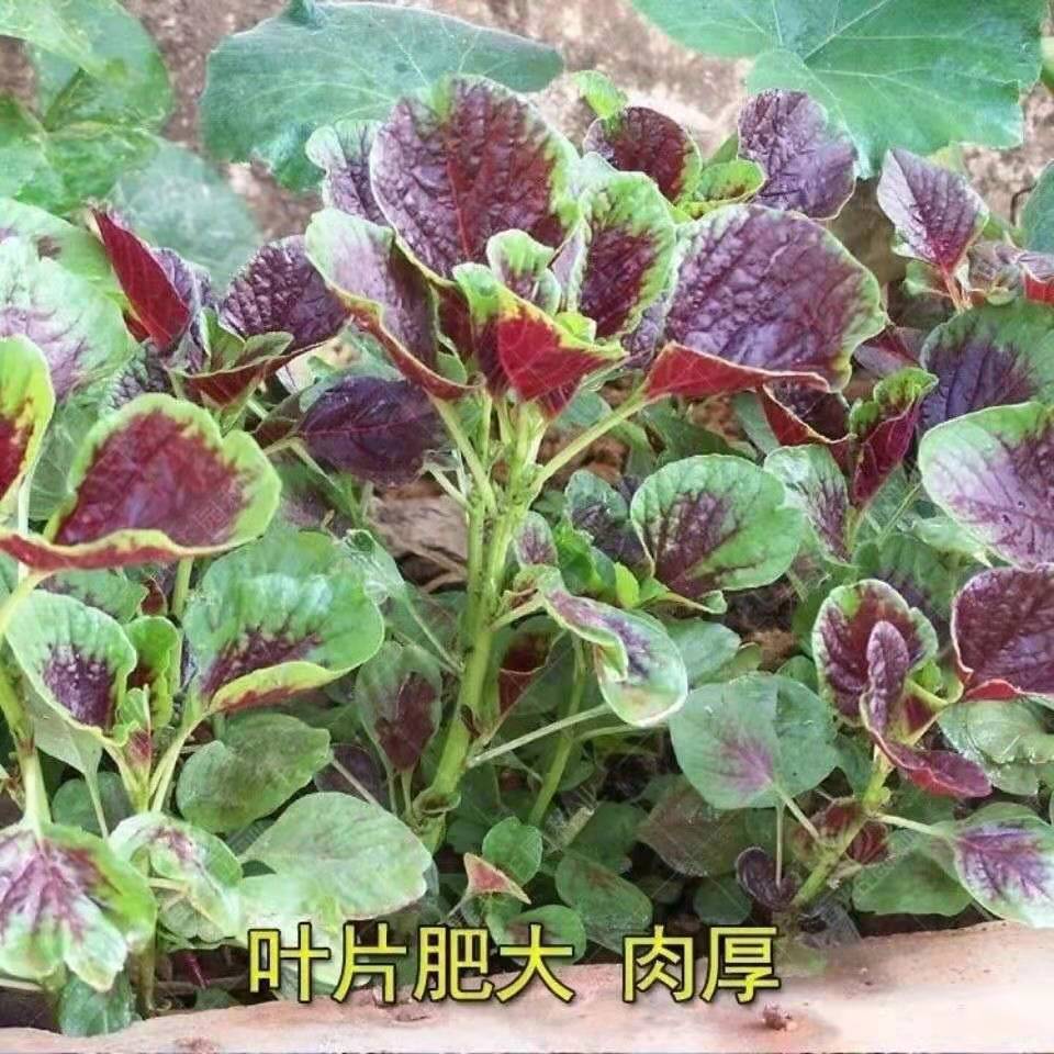 苋菜种籽大叶苋菜种籽圆叶花红四季夏季庭院蔬菜种籽大全菜籽种孑