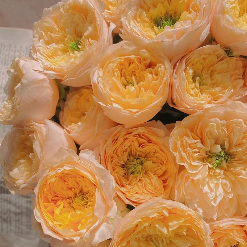 黄蝴蝶玫瑰鲜花批发云南鲜花直批婚庆布置花店摆摊用花货源情人节