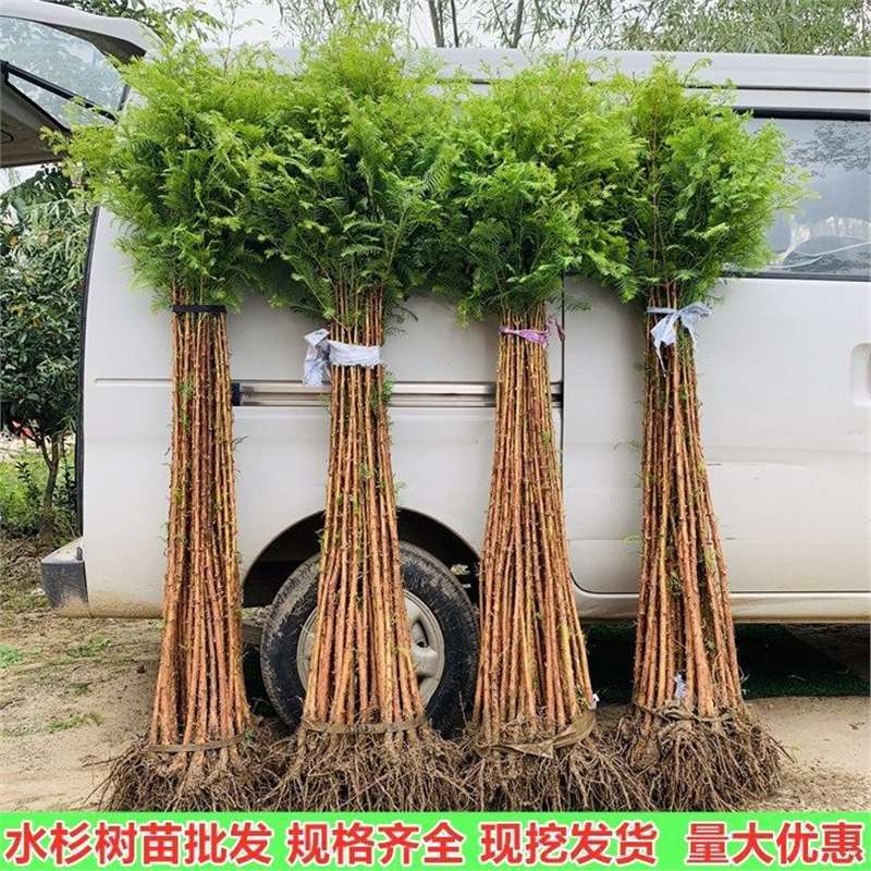 水杉树苗杉树苗绿叶杉树苗水杉苗南北方树苗水杉苗绿叶