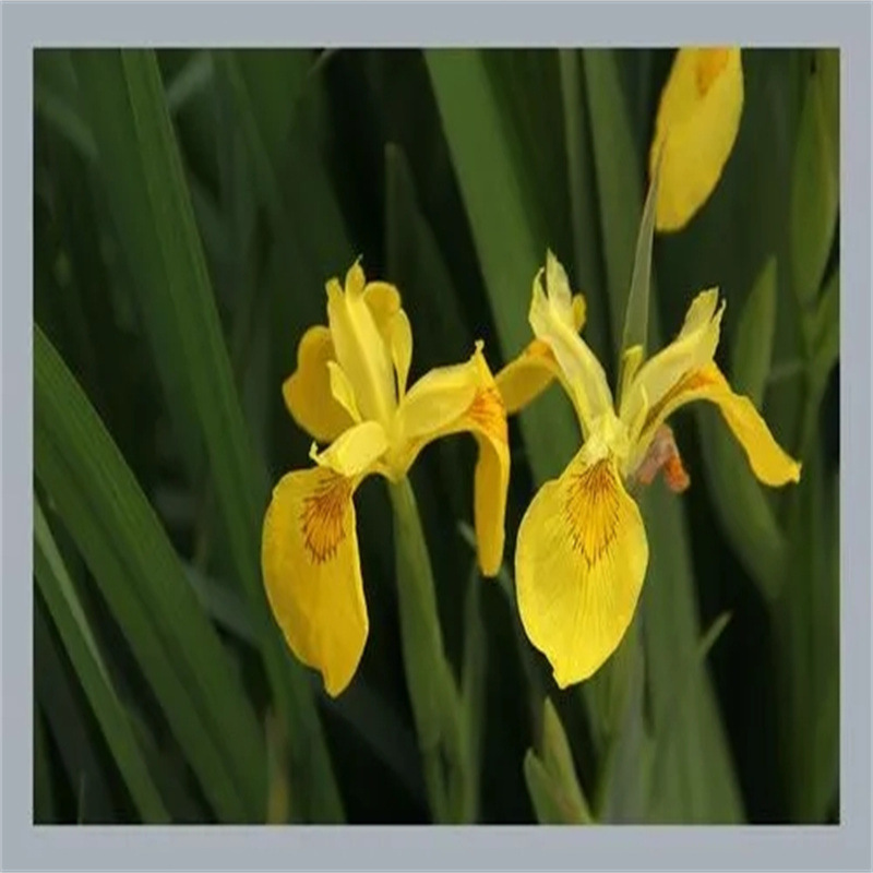黄花鸢尾新采黄菖蒲种子花卉种子水生黄菖蒲种子水陆植物耐涝花籽