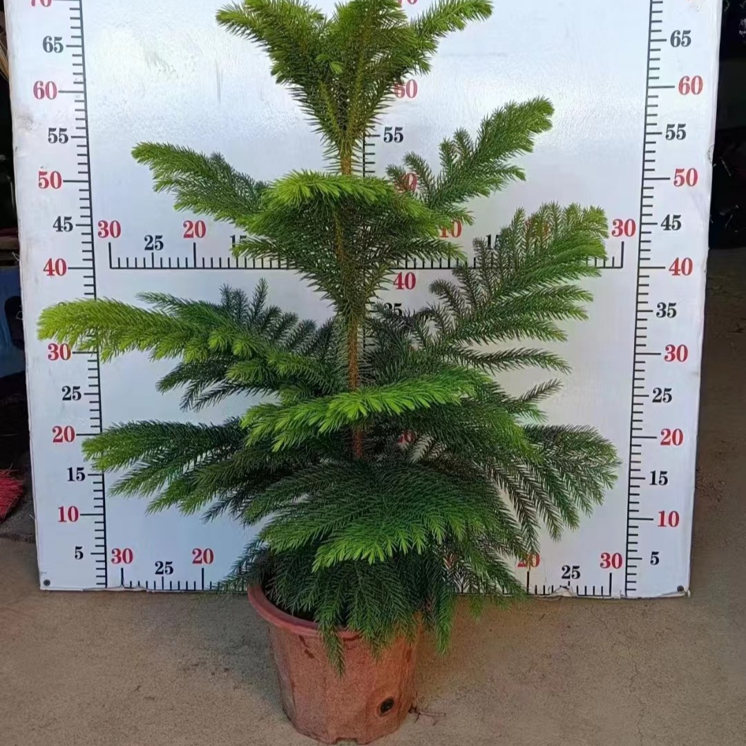 基地直销南洋杉盆栽批发90#130#南洋杉植物四季常青室内大型绿植