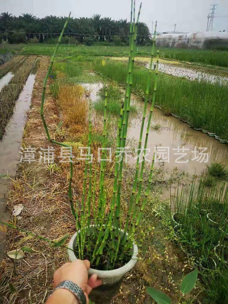 大量批发 笔筒草 笔头草 木贼批发商 农户自产自销
