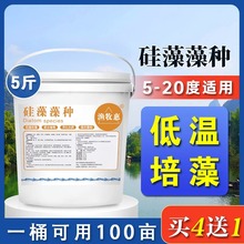 硅藻藻种水产养殖高稳定型硅藻种鱼虾蟹塘低温复合藻增氧肥水培藻