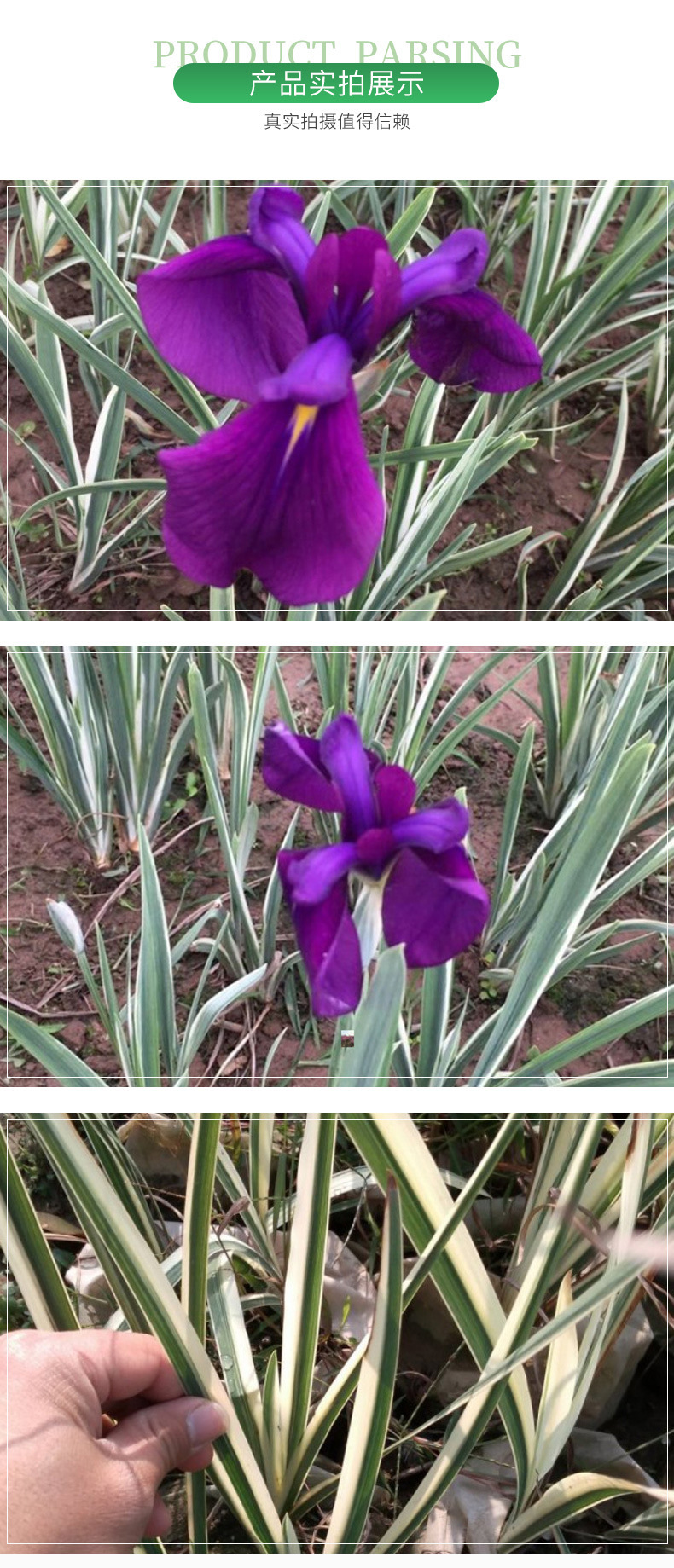 厂家批发 花叶玉蝉花 苗圃 多年生水生草本植物 花菖蒲苗