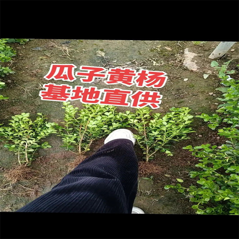 小叶黄杨苗瓜子黄杨球苗庭院篱笆绿化独杆黄杨树苗大叶黄杨冬青苗