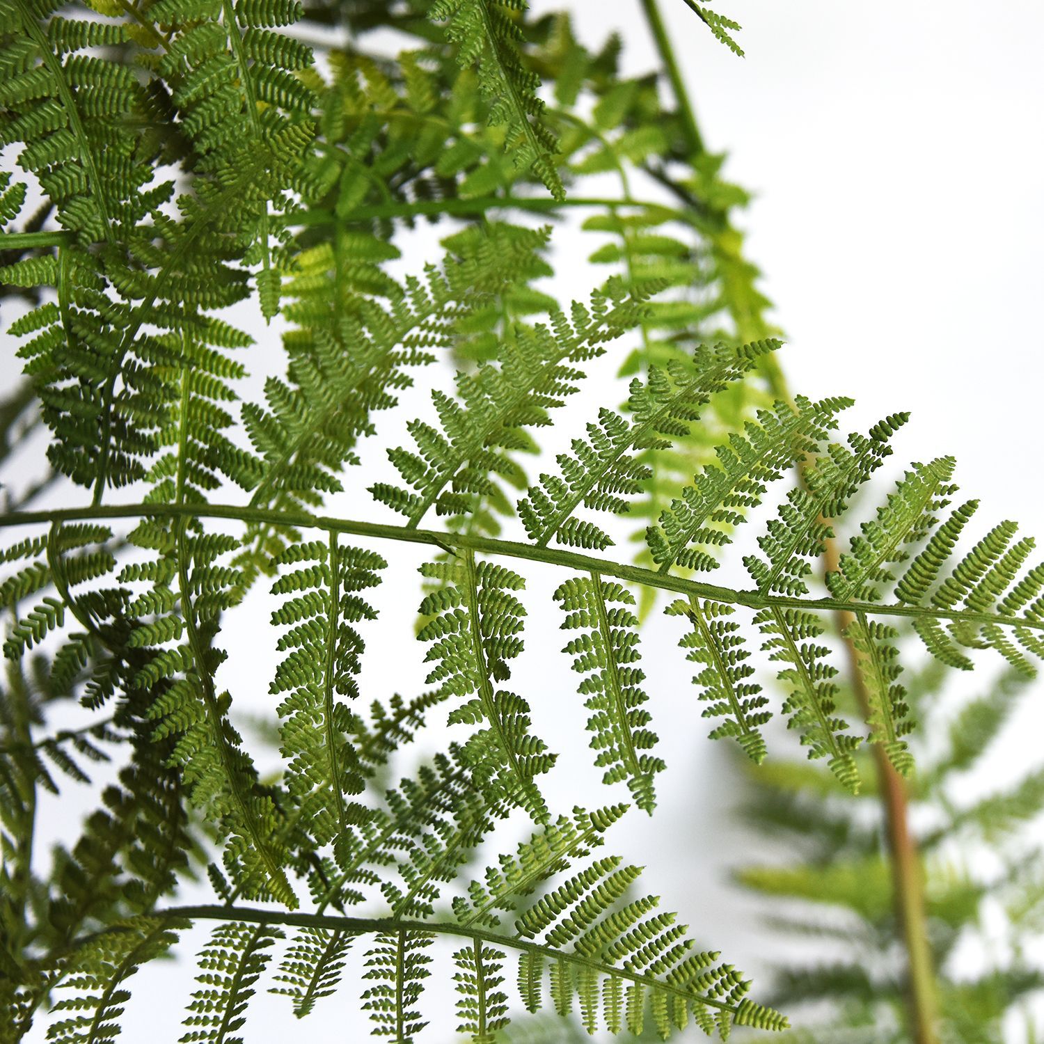 仿真猴蕨头树仿真绿植蕨草软装室内落地装饰蕨类盆栽猴头蕨盆景