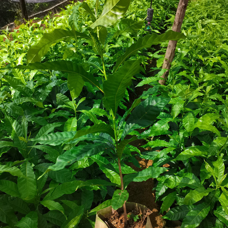 黄晶果树苗陈生果树基地直发黄晶果苗阳台盆栽地栽嫁接黄金果树