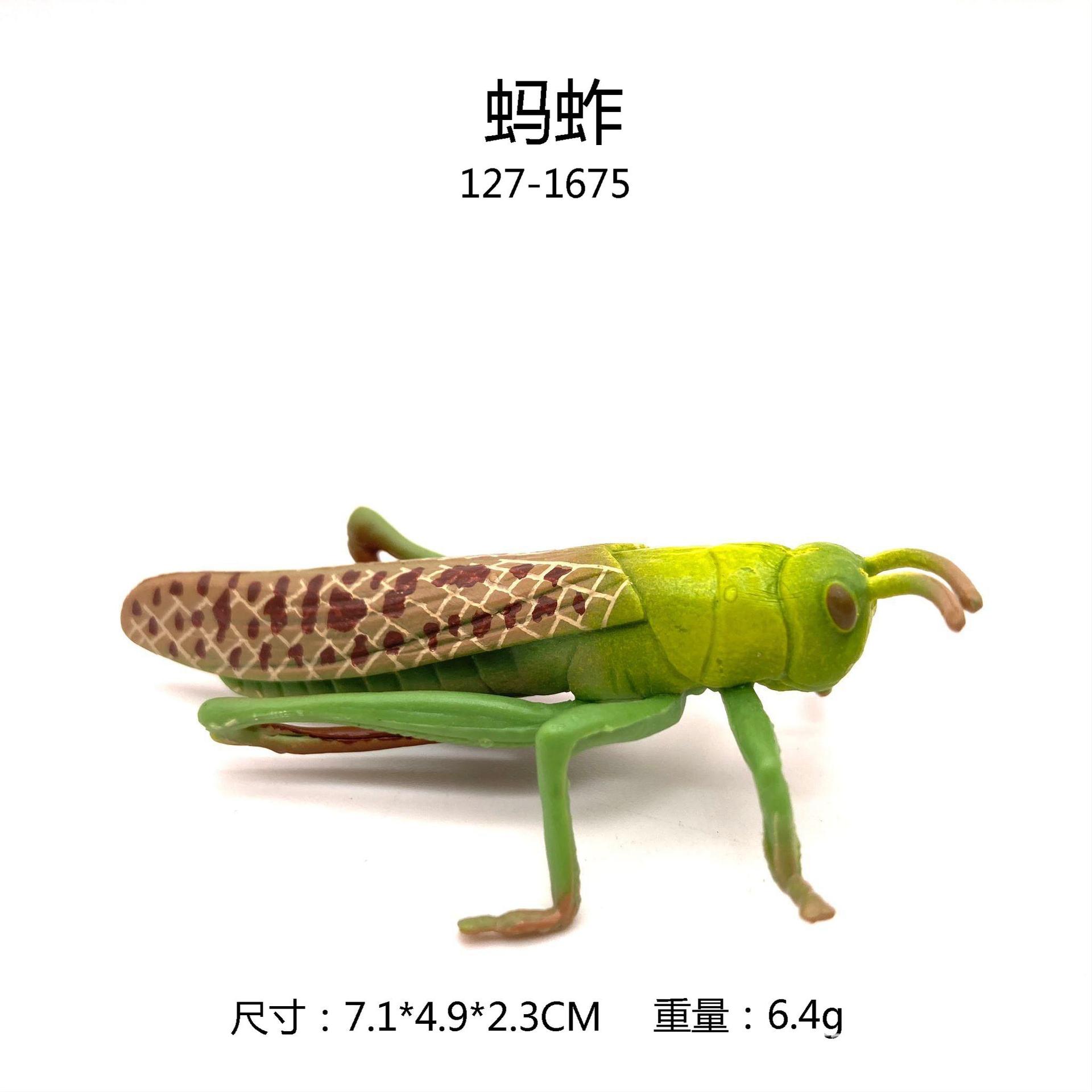 儿童科教认知仿真昆虫模型蝗虫蚱蜢蚂蚱草蜢实心玩具模型装饰摆件