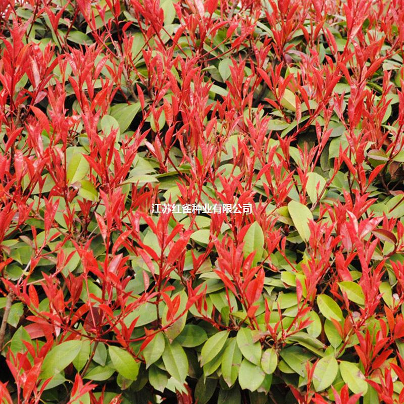红叶石楠种子 石楠球 高杆石楠 树种子苗木林木花草种子-阿里巴巴
