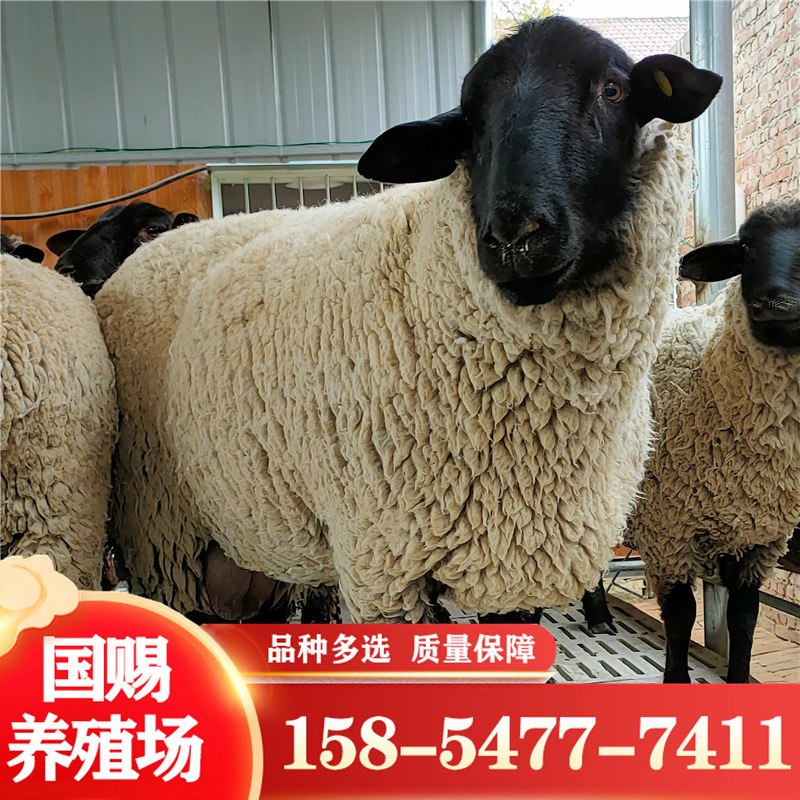萨福克羊在哪些地区养殖好 河南 甘肃比较好 现在萨福克绵羊公羊