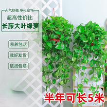 绿萝盆栽植物室内花卉家用新房吸除绿植水培长藤垂吊大叶绿箩批发