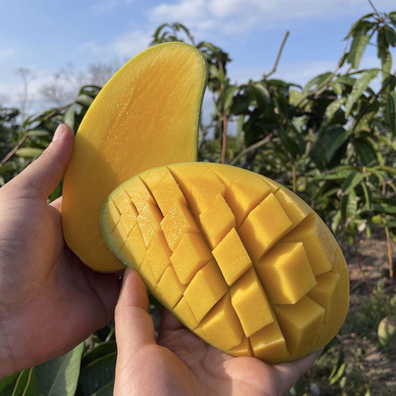 海南金煌芒蜜甜新鲜当季水仙芒水果现摘包邮