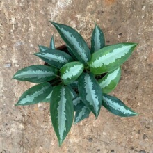 速发中华金边全j青万年青盆栽绿植室内植物客厅摆放吸甲醛新婚乔