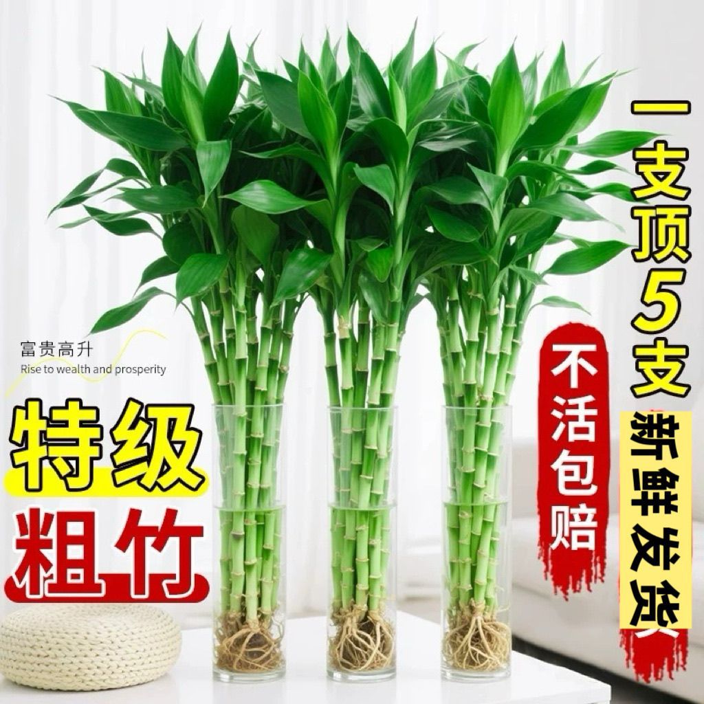 富贵竹水养客厅带根水培植物盆栽土招财大宽叶富贵竹粗竹加粗竹子