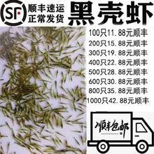 黑壳虾草缸清洁虾乌龟龙鱼饲料除藻虾观赏虾工具虾草虾活体虾米虾