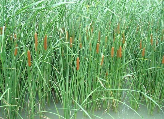 水生植物种子 再力花种子 花叶芦竹黄蒲芦苇水葱梭鱼草鸢尾种子