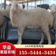 肉羊小尾寒羊种羊 育肥羊羔 繁殖母羊 提供小尾寒羊养殖技术