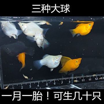玛丽球鱼孕母临产 玛丽鱼 胎生鱼孔雀 除藻工具鱼好养小型观赏鱼