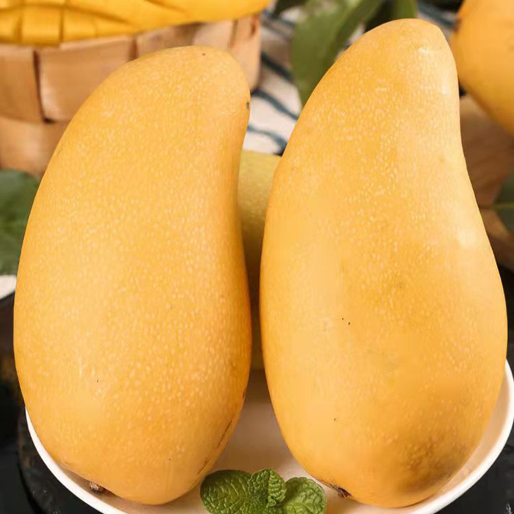 海南芒果时令水果当季现摘新鲜广西金煌芒果非大青芒代发10斤包邮
