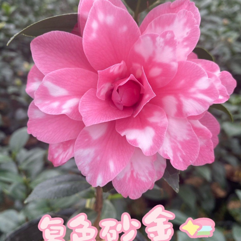 名贵品种茶花:复色砂金茶花福建龙岩永福产地发货包邮-阿里巴巴