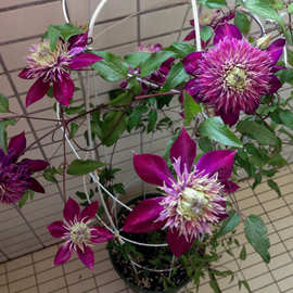 铃兰家 | 紫子丸 铁线莲攀援爬藤花苗花期长阳台植物盆栽