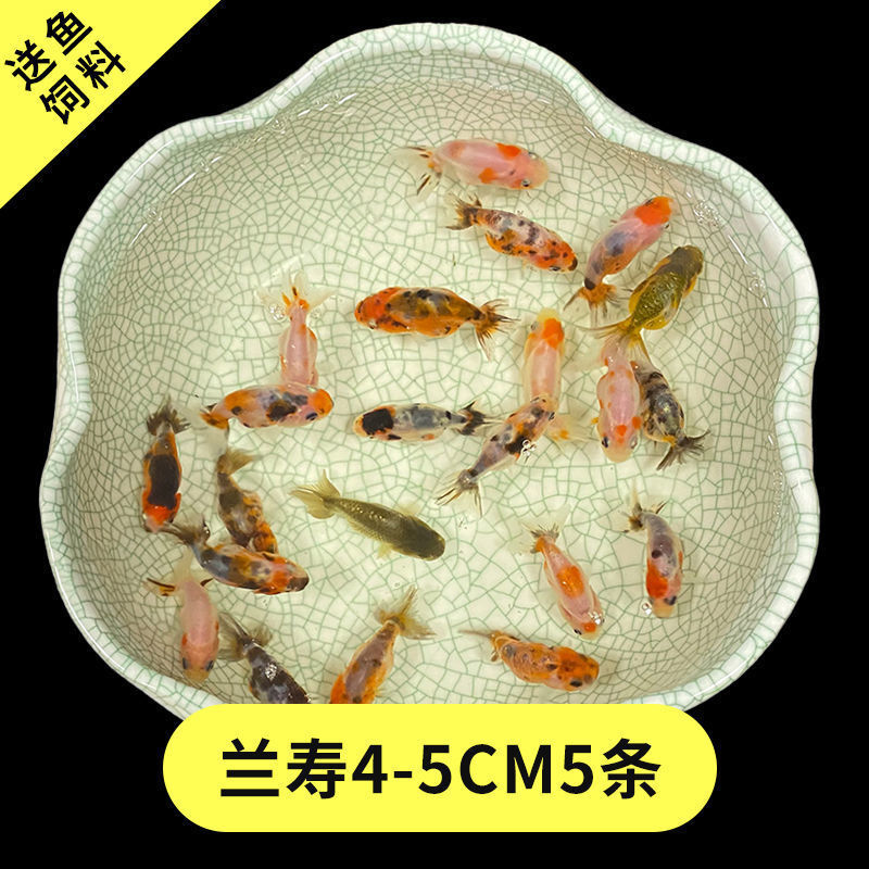 狮子头金鱼鱼苗-狮子头金鱼鱼苗厂家,品牌,图片,热帖-阿里巴巴