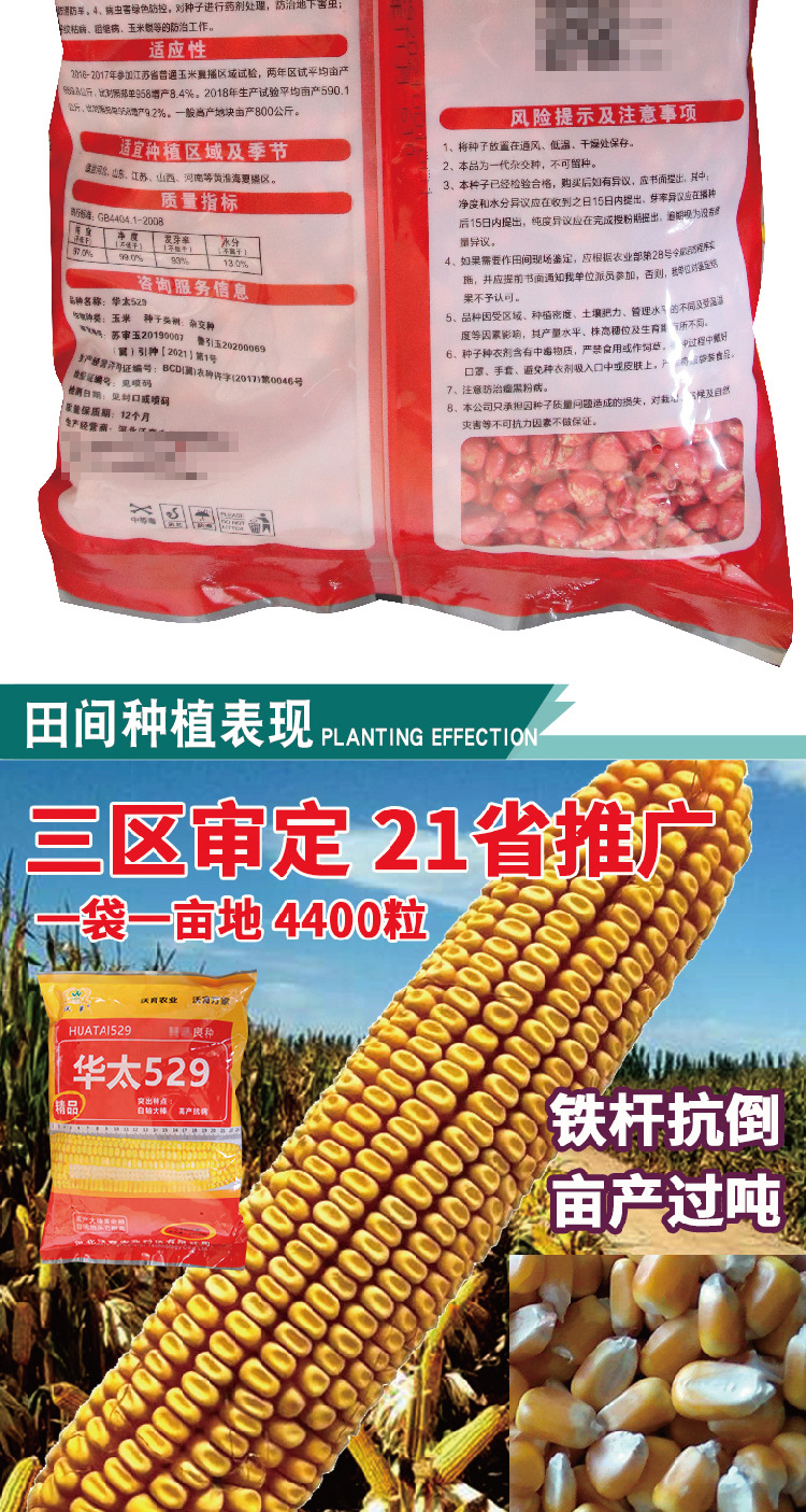 沃单华太529大田基地种植杂交玉米种子 高产大穗审定玉米苞米籽