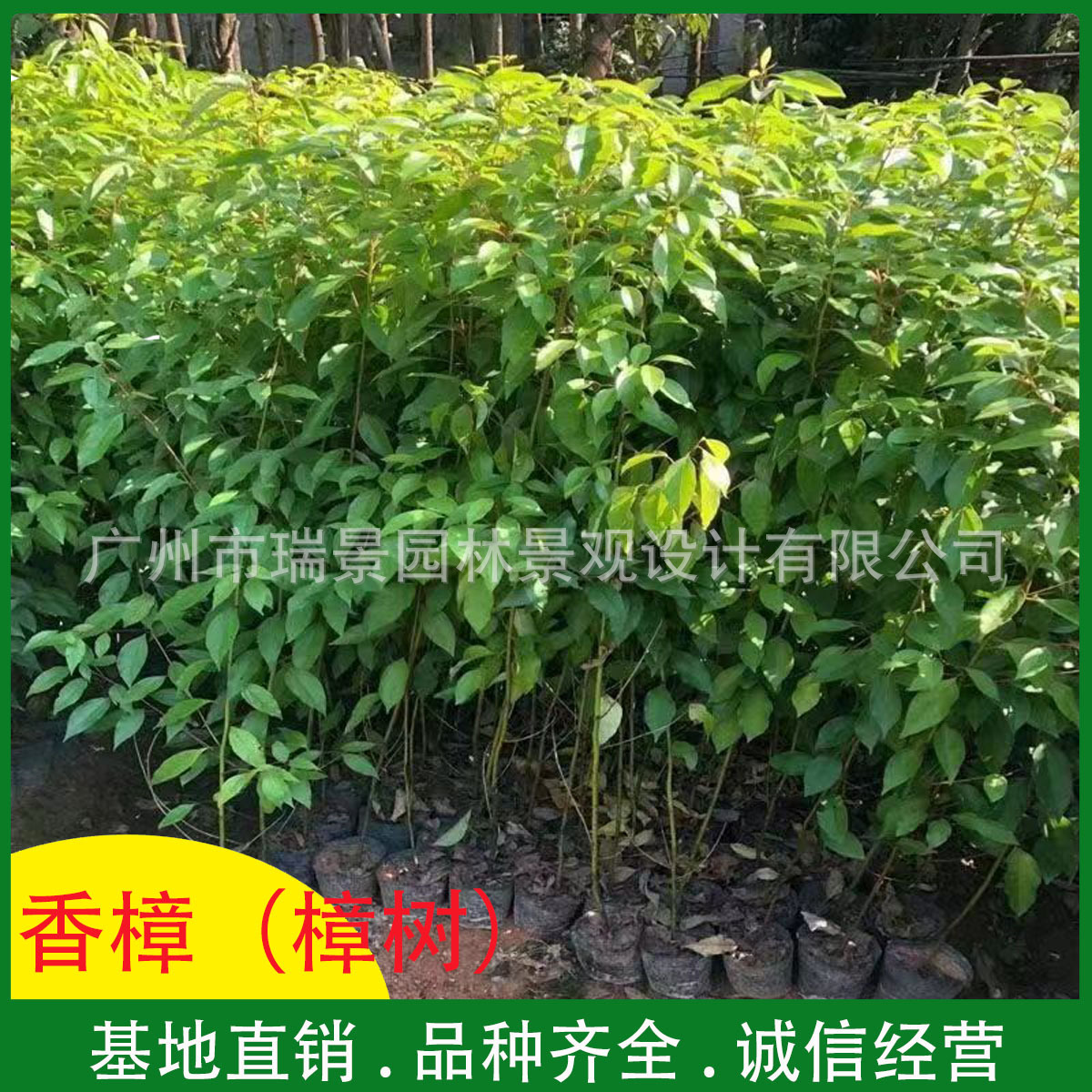 香樟树苗小叶香樟苗香樟小苗驱蚊虫四季常青庭院别墅小区绿化树苗