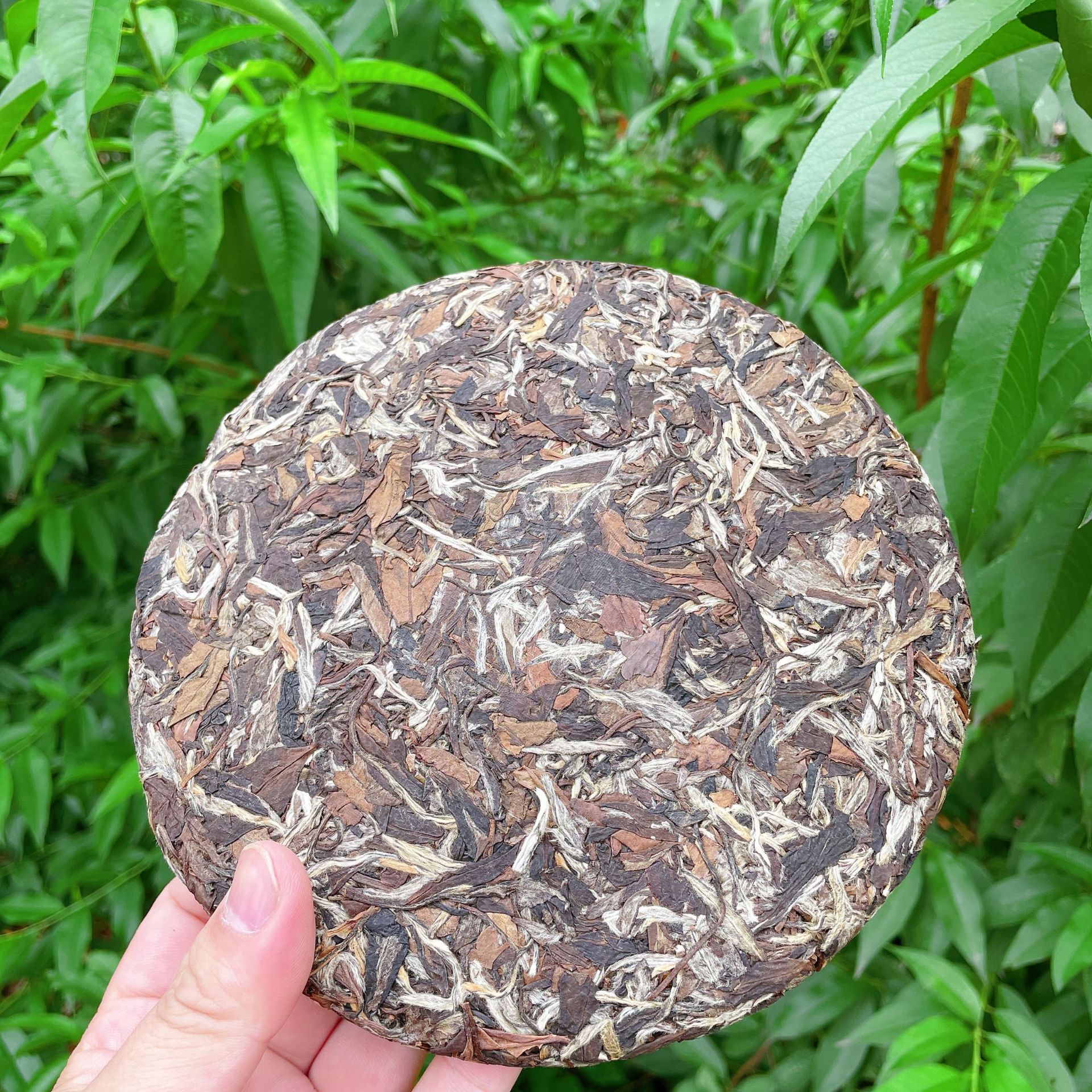 福建白牡丹散茶 福鼎老白茶白牡丹茶老牡丹白茶批发