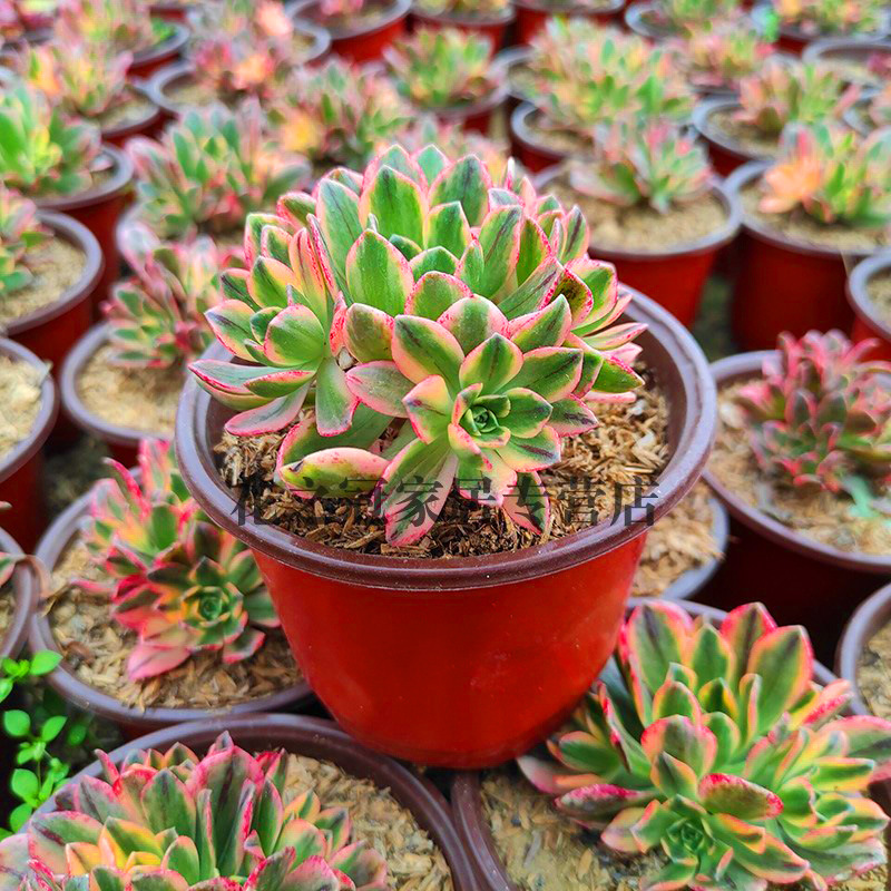甜茶绿茶法师锦小型法师多肉老桩多头手捧花覆轮锦植物花卉盆栽批