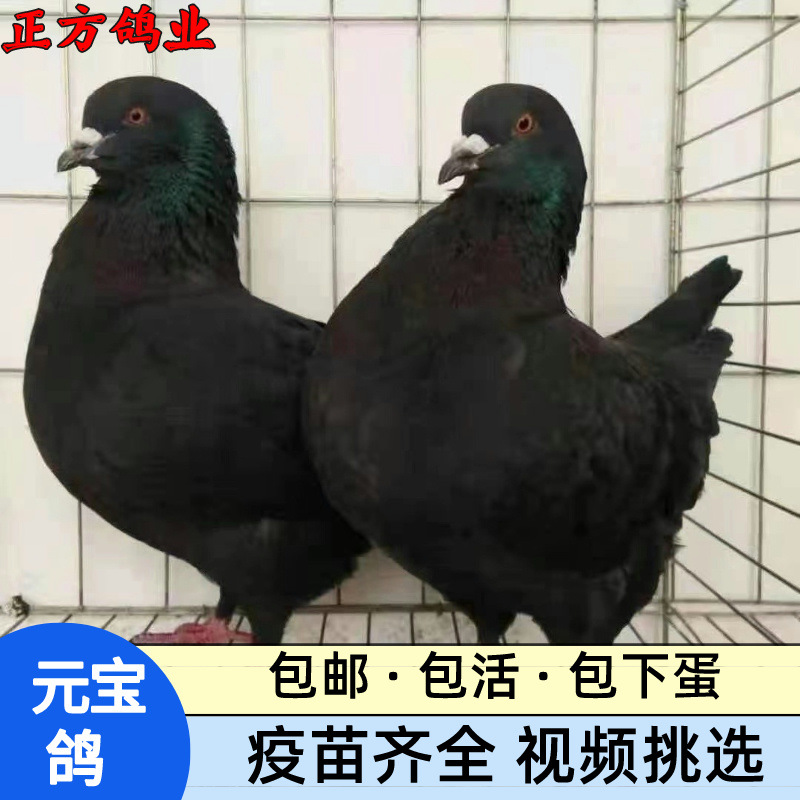 优惠促销圆环鸽价格种鸽多少钱活体幼鸽养殖观赏鸽包活包下蛋
