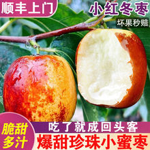 【小红冬枣】陕西大荔红冬枣3/5斤小红枣子当季脆甜整箱新鲜水果