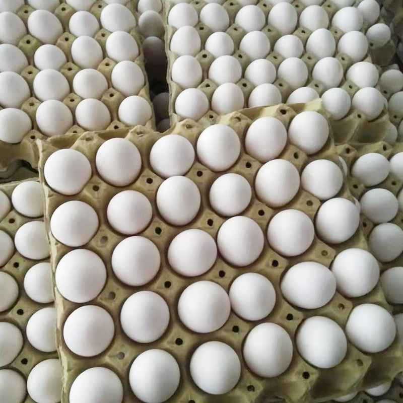 营养丰富白壳鸡蛋