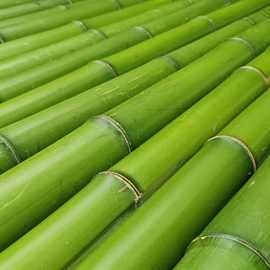 竹竿原材料