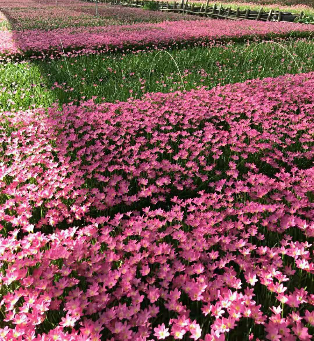 红花葱兰,风雨兰,多种规格绿植花苗韭兰