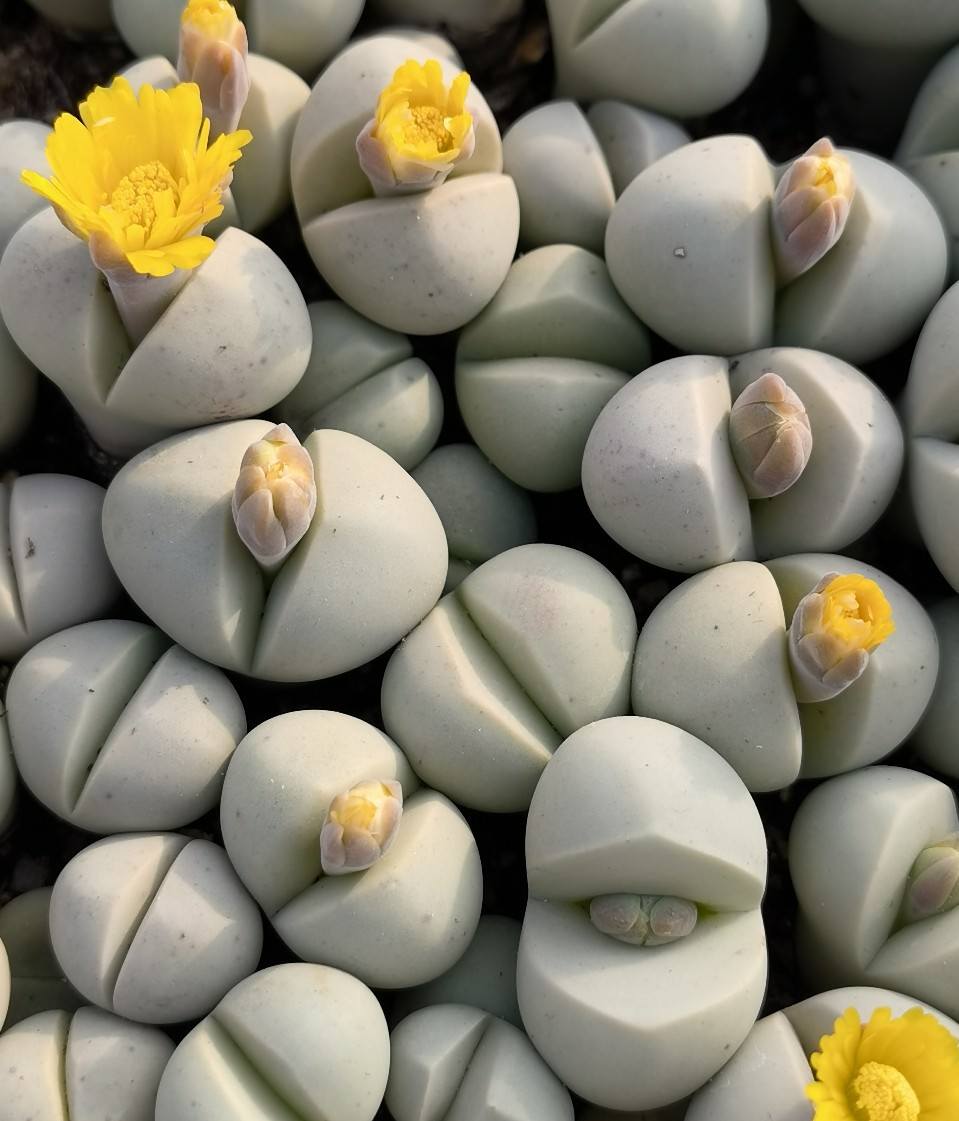 基地大棚直供春桃玉大母本开花株多肉植物花卉绿植小盆栽园艺室内