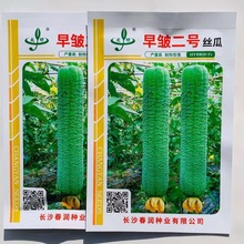 早优S14短棒肉丝瓜黑籽油皮品种早皱二号丝瓜种子