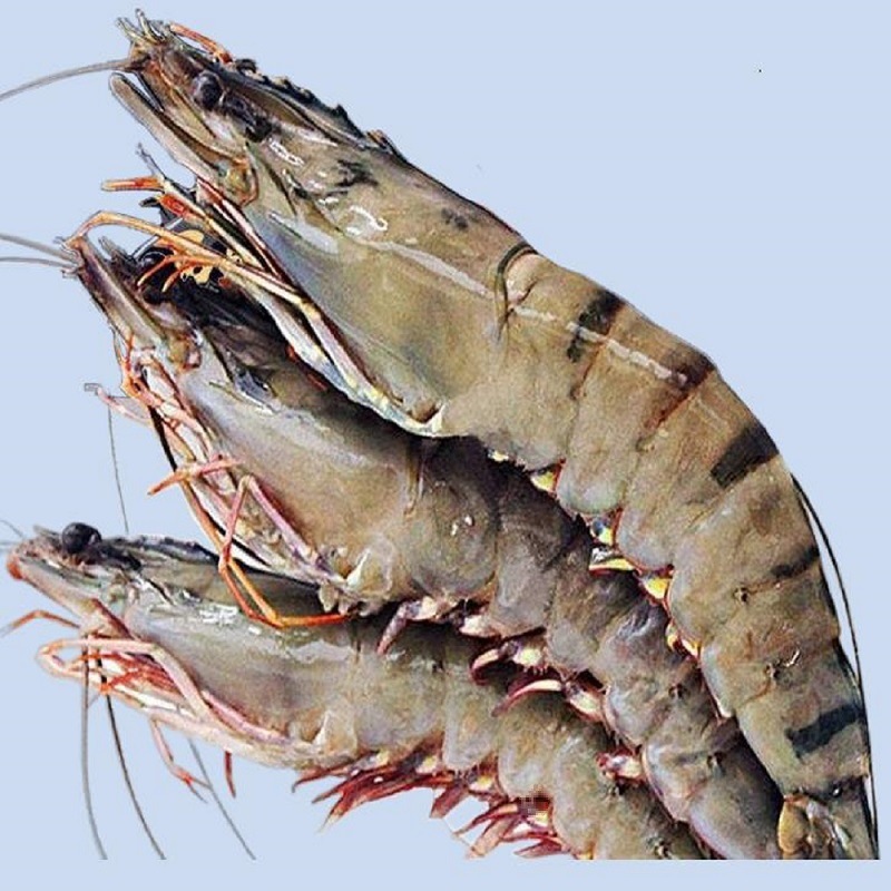 黑虎虾大鲜活冷冻大虾对虾海鲜水产基围虾速冻虎虾竹九节虾-阿里巴巴