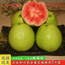 【送酸梅粉】红心白心芭乐番石榴新鲜现摘现发当季水果精品5斤装