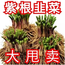 新韭菜根苗紫根宽叶红根四季新韭菜根盆栽阳台蔬菜秧苗韭菜头根苗