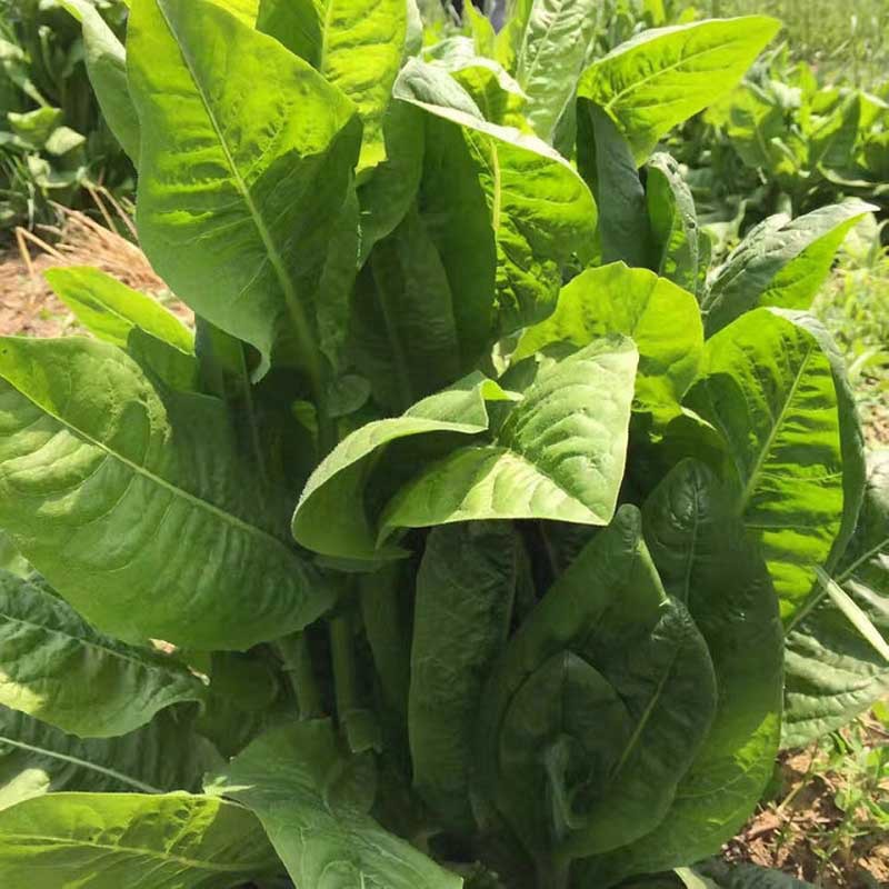 菊苣种籽养殖四季牧草种籽多年生猪牛羊鸡鸭畜牧草种将军菊苣种子