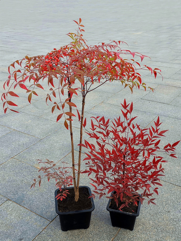 南天竹盆景老桩火焰南天竺盆栽大花树苗过新年宵花卉耐寒耐寒植物