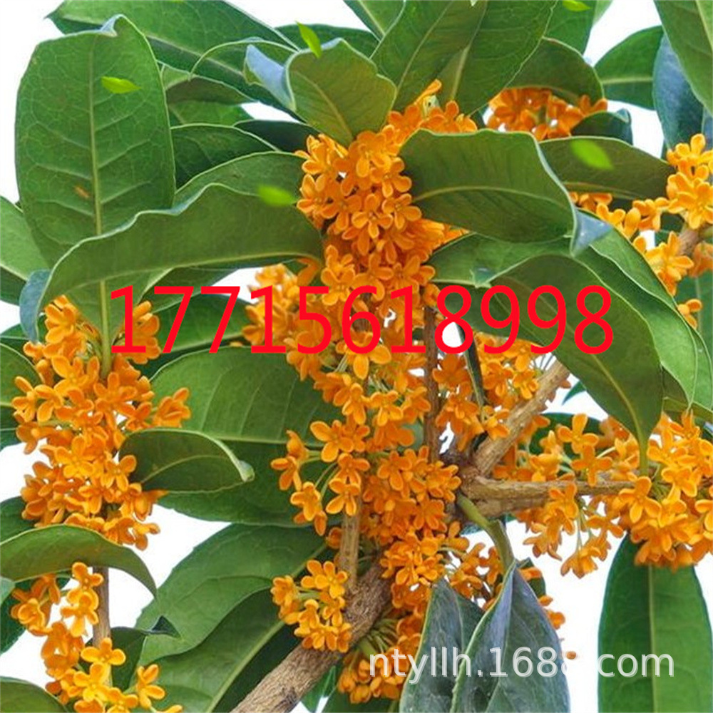 桂花树苗盆栽四季桂花树金桂日香桂嫁接室内浓香花卉庭院地栽大树