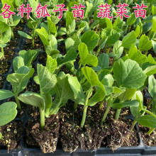 野生小雀瓜种子洋辣子翘脚菜瓜可食用可观赏蔬果草本