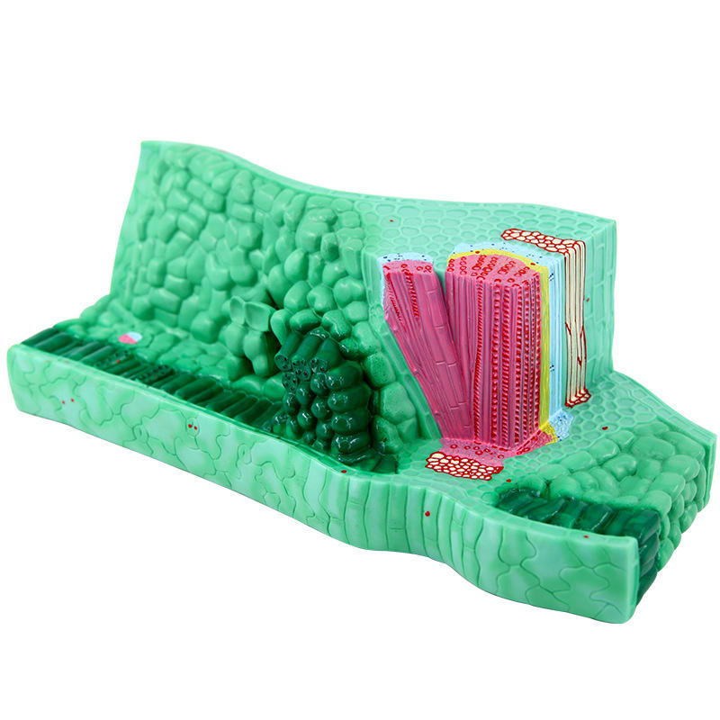 青华33006叶构造模型初高中植物解剖模型生物实验器材教学仪器