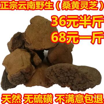 桑黄 桑树黄灵芝云南桑黄250克野山桑黄野山灵芝桑黄孔菌包邮