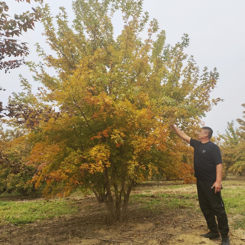 5米高丛生元宝枫 东北丛生元宝枫 落叶乔木 丛生五角枫 元宝枫