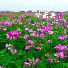 紫云英种子天然红花草籽翘摇四季牧种子养蜂蜜源田菁绿肥种籽