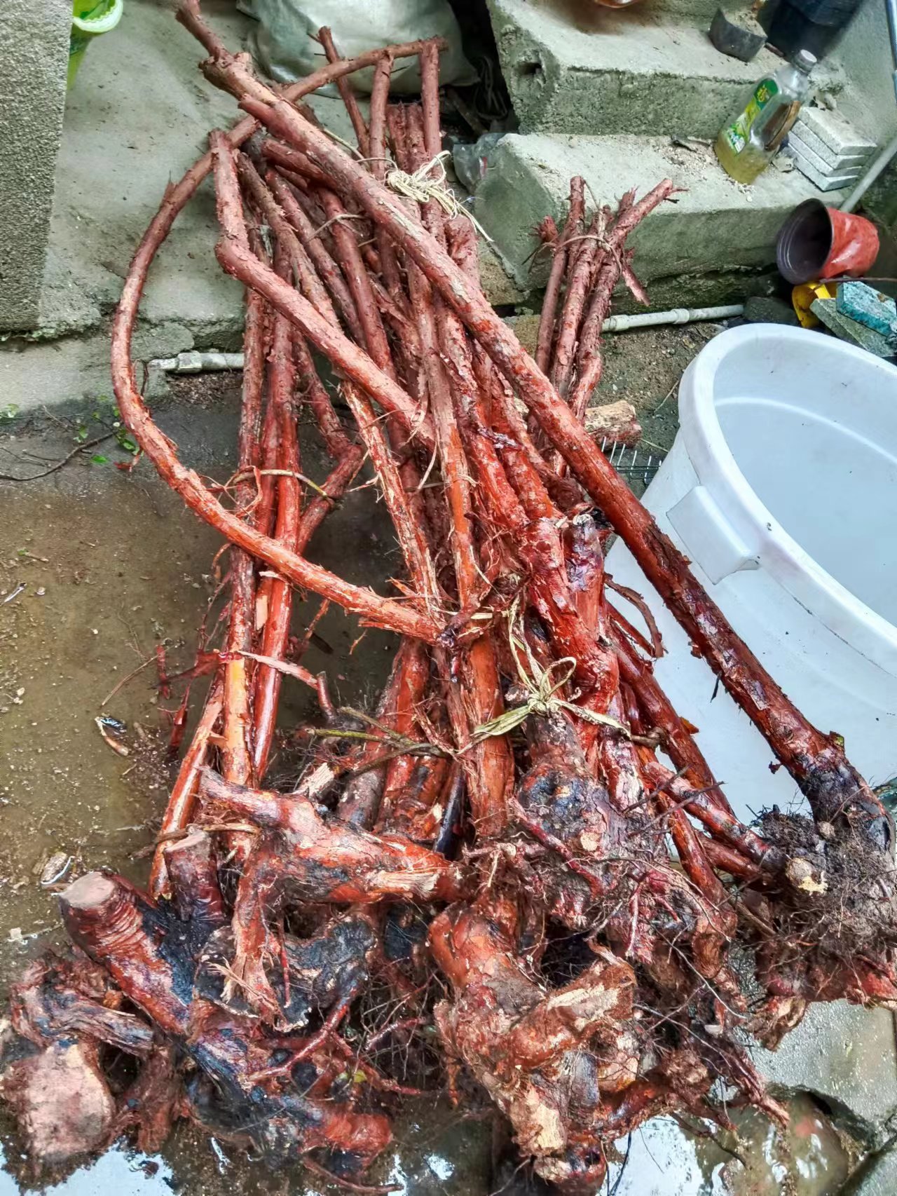 ly现挖山木香老桩嫁接月季红刺藤蔷薇砧木盆栽白木香绿化苗木楼顶