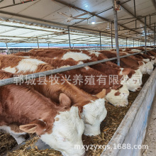 西门塔尔牛犊价格是多少肉牛犊活牛出售西门塔尔价格报价